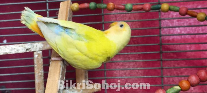 Love Bird (লাভ বার্ড)